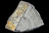 Petrified Wood Section - Tom Miner Basin, Montana #104867-2